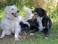 Puppys van Bliss040622-0138